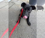 Small #3 Labrador Retriever Mix