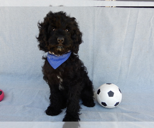 Medium Photo #1 Cockapoo (Miniature) Puppy For Sale in WOOSTER, OH, USA