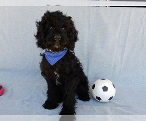 Cockapoo (Miniature) Puppy for sale in WOOSTER, OH, USA