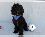 Image preview for Ad Listing. Nickname: Jet