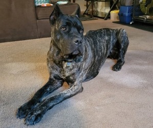 Mother of the Cane Corso-Doberman Pinscher Mix puppies born on 06/14/2026