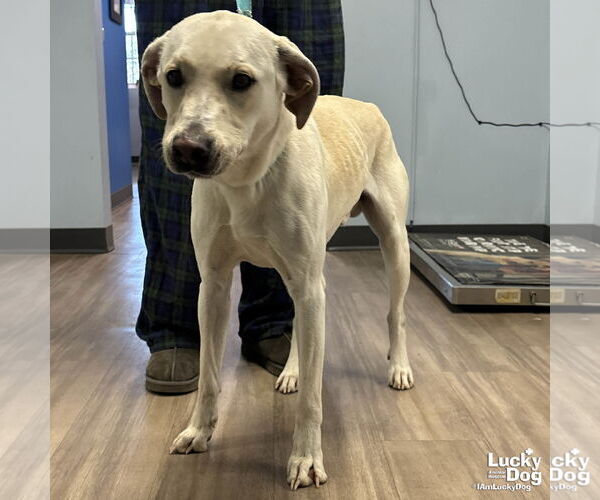 Medium Photo #2 Labrador Retriever-Unknown Mix Puppy For Sale in Washington, DC, USA