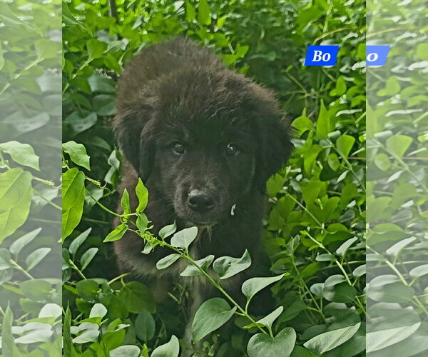 Medium Photo #4 Great Pyrenees-Unknown Mix Puppy For Sale in Alexander, AR, USA