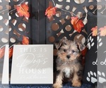 Small #4 Poodle (Toy)-Yorkshire Terrier Mix