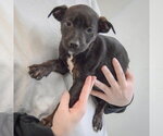 Small #3 Jack Russell Terrier Mix