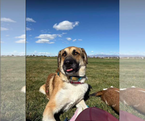 Medium Photo #1 Anatolian Shepherd Puppy For Sale in Bountiful, UT, USA