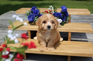 Cavachon Puppy for sale in GLASGOW, KY, USA