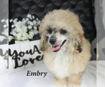 Small #14 Poodle (Miniature)