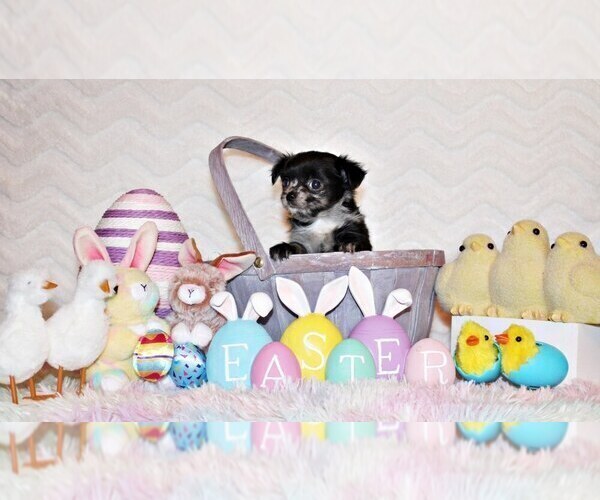 Medium Photo #19 Chihuahua Puppy For Sale in CHARLESTON, AR, USA