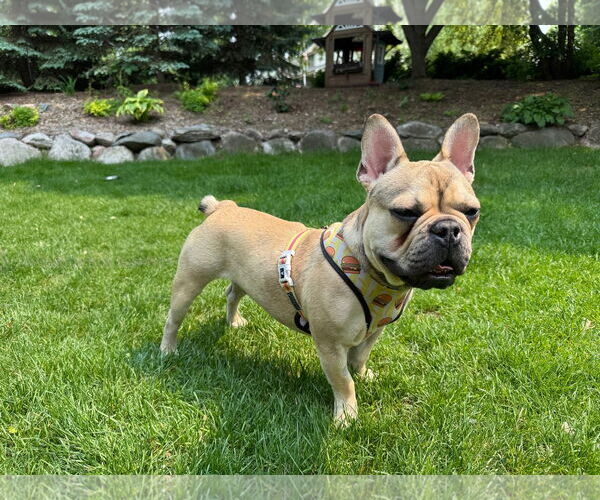 Medium Photo #4 French Bulldog Puppy For Sale in St. Louis Park, MN, USA