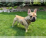 Small #3 French Bulldog