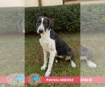 PATRICIA - Female Plott Hound-Unknown Mix Dog for Adoption - Small photo