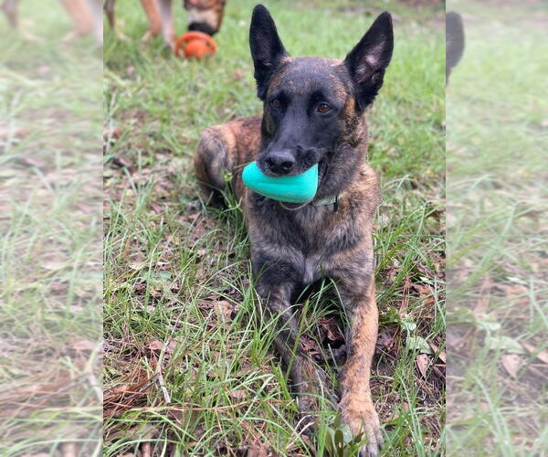 Medium Photo #8 - Mix Puppy For Sale in Imlay City, MI, USA