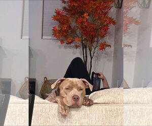 American Pit Bull Terrier Dogs for adoption in Chandler, AZ, USA