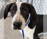 Small Great Dane Mix
