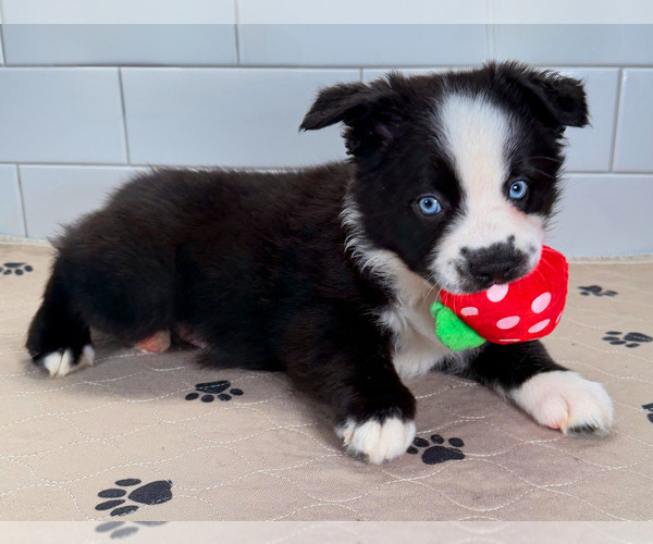 Medium Photo #5 Australian Shepherd Puppy For Sale in NEWBERRY, FL, USA