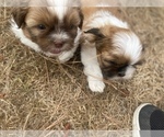 Small Photo #65 Shih Tzu Puppy For Sale in VENETA, OR, USA
