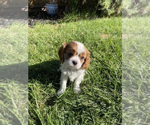 Medium Photo #1 Cavalier King Charles Spaniel Puppy For Sale in CONCORD, CA, USA