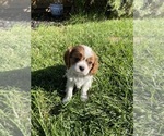 Small Photo #1 Cavalier King Charles Spaniel Puppy For Sale in CONCORD, CA, USA