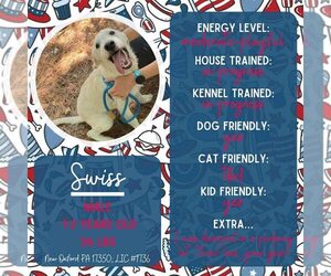 Mutt Dogs for adoption in New Oxford , PA, USA