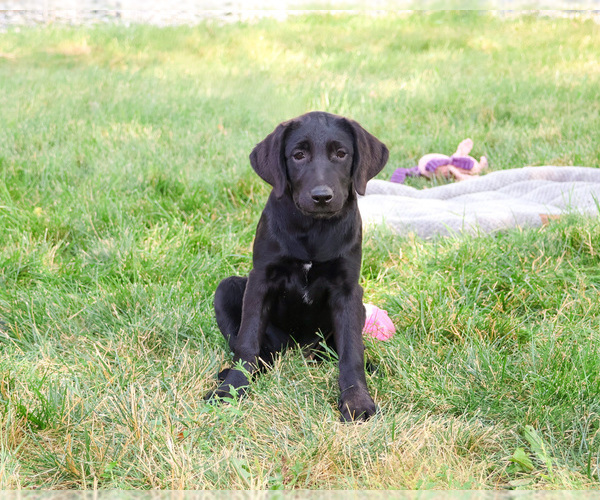 Medium Photo #3 Labrador Retriever Puppy For Sale in SYRACUSE, IN, USA