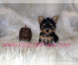Yorkshire Terrier Puppy for sale in HAYWARD, CA, USA