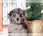 Small Photo #2 Poochon Puppy For Sale in NAPLES, FL, USA