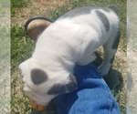 Small Photo #8 Olde English Bulldogge Puppy For Sale in CASCADE, MT, USA