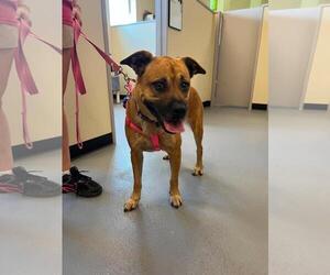 Black Mouth Cur-Unknown Mix Dogs for adoption in Rockwall, TX, USA