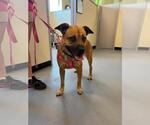 Small Black Mouth Cur Mix