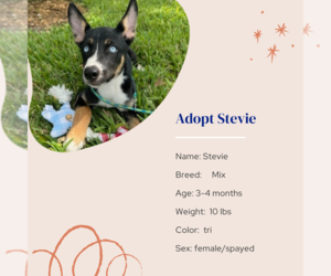 Mutt Dogs for adoption in Naples, FL, USA