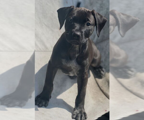 Medium Photo #3 Labrador Retriever-Unknown Mix Puppy For Sale in Dana Point, CA, USA