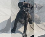 Small #2 Labrador Retriever Mix