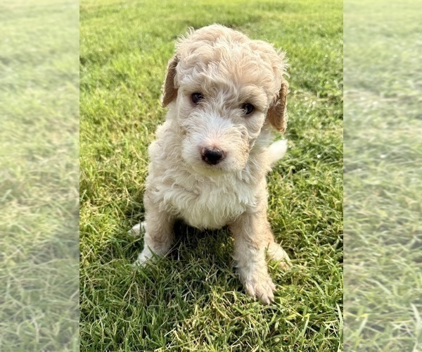Medium Photo #11 Bernedoodle Puppy For Sale in MENIFEE, CA, USA