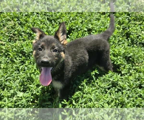 Medium Photo #1 German Shepherd Dog Puppy For Sale in RIGA, MI, USA