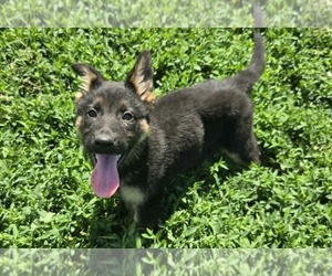 German Shepherd Dog Puppy for sale in RIGA, MI, USA