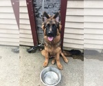 Small Photo #7 German Shepherd Dog Puppy For Sale in MIDDLETOWN, RI, USA
