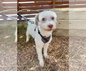 Harry - Male Poodle (Standard)-Unknown Mix Dog for Adoption - Photo #2