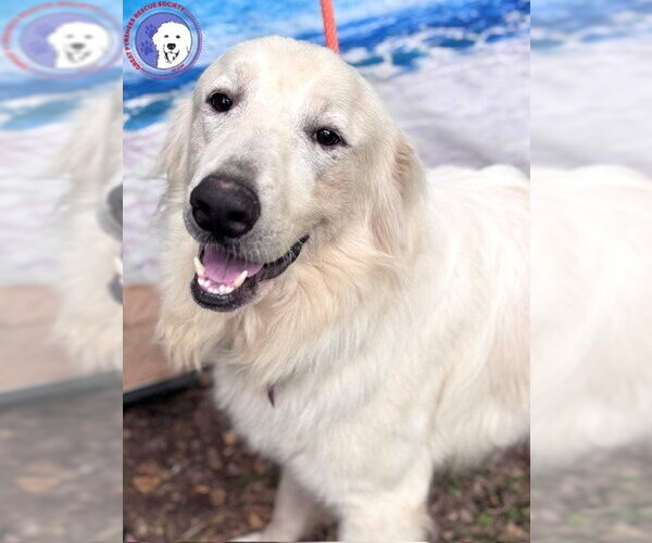 Medium Photo #13 Great Pyrenees Puppy For Sale in Spring, TX, USA