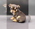 Small #15 Chihuahua