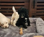 Small Photo #4 Australian Labradoodle-Labradoodle Mix Puppy For Sale in ROY, WA, USA