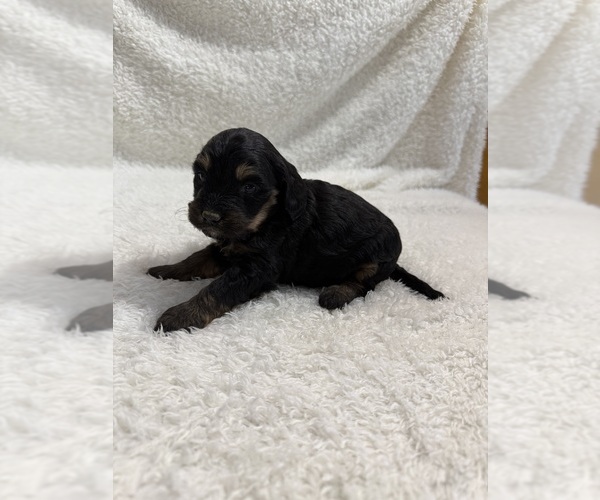 Medium Photo #17 Cavapoo mix (+ Poodle Miniature) Puppy For Sale in MUNFORDVILLE, KY, USA
