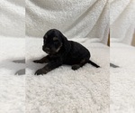 Puppy Puppy 7 Cavapoo mix (+ Poodle Miniature)