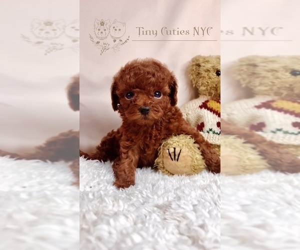 Medium Photo #1 Poodle (Toy) Puppy For Sale in LONG ISLAND CITY, NY, USA