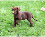 Meredith - Female Labrador Retriever Puppy for Sale - Photo #4