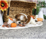 Scarecrow - Male Shih Tzu Puppy for Sale - Photo #2
