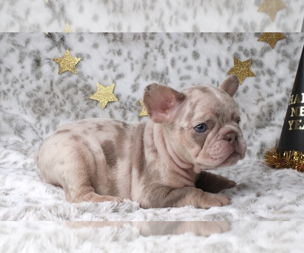 Medium Photo #16 French Bulldog Puppy For Sale in ATLANTA, GA, USA
