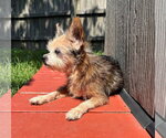 Small #3 Mutt
