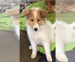 Small Photo #1 Collie Puppy For Sale in CHISAGO CITY, MN, USA