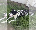 Small #5 Border Collie